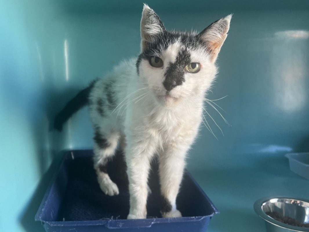 Kevin - Chat Européen à adopter - photo 2
