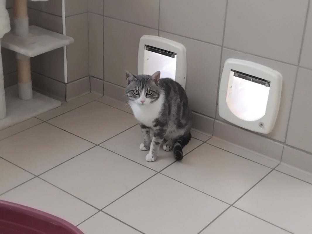 Twixy - Chat Européen à adopter