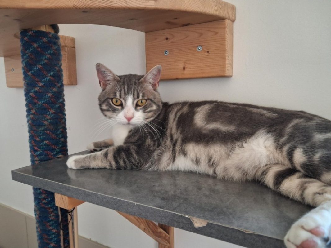 Twixy - Chat Européen à adopter