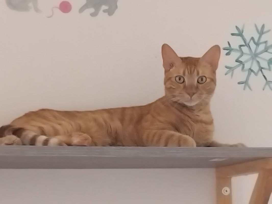 Zippo - Chat Européen à adopter
