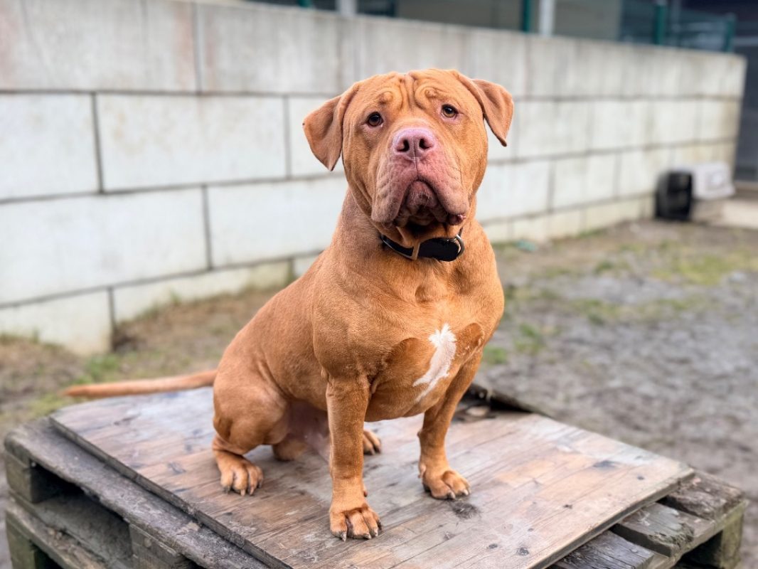 Thor - Chien Bouledogue Américain à adopter