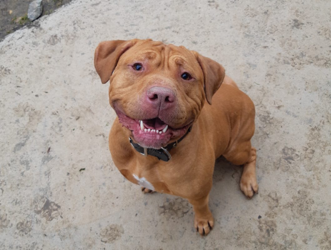 Thor - Chien Bouledogue Américain à adopter - photo 2