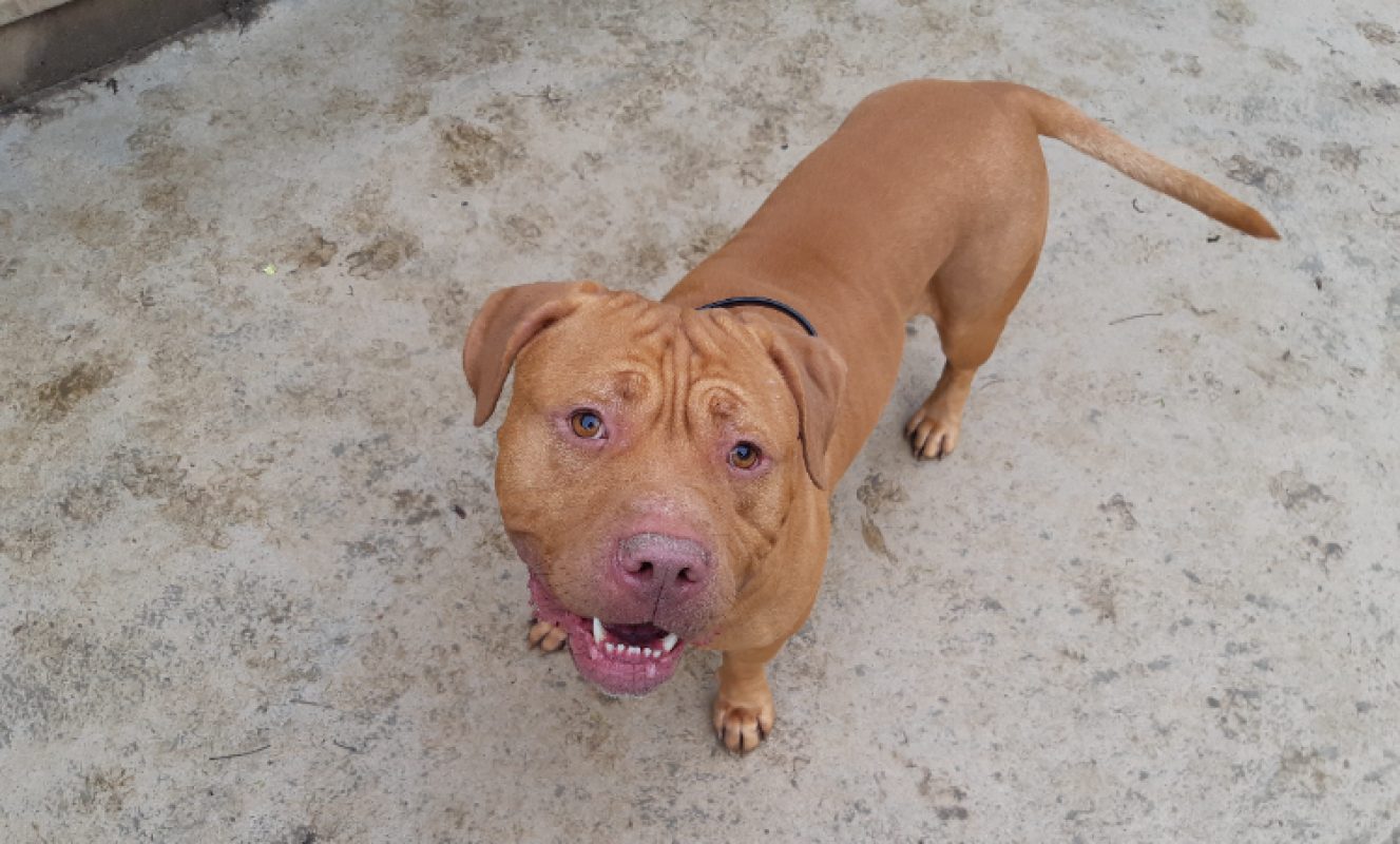Thor - Chien Bouledogue Américain à adopter - photo 3