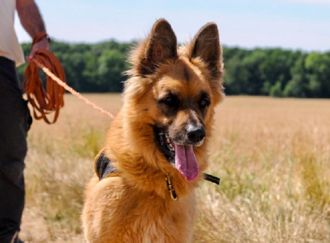 Shiro - Chien à adopter