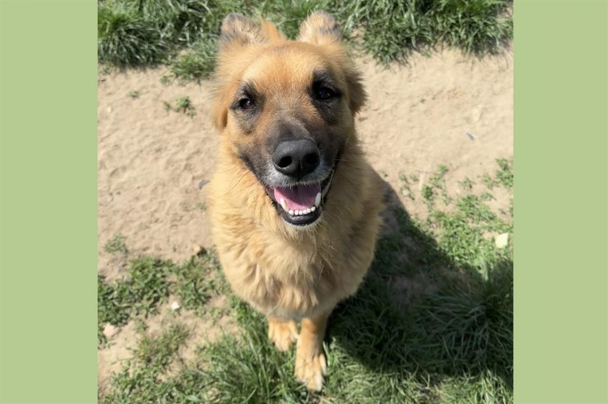 Shiro - Chien à adopter - photo 2