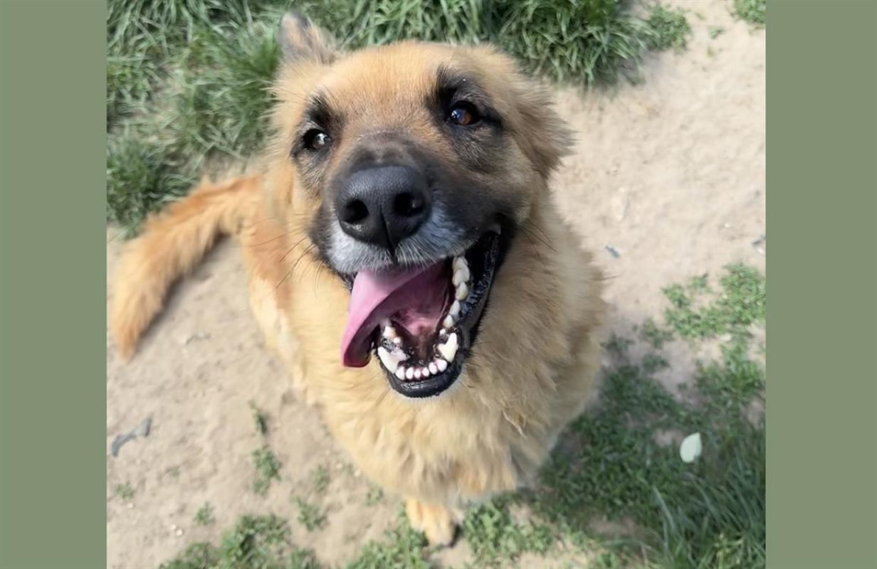 Shiro - Chien à adopter - photo 3