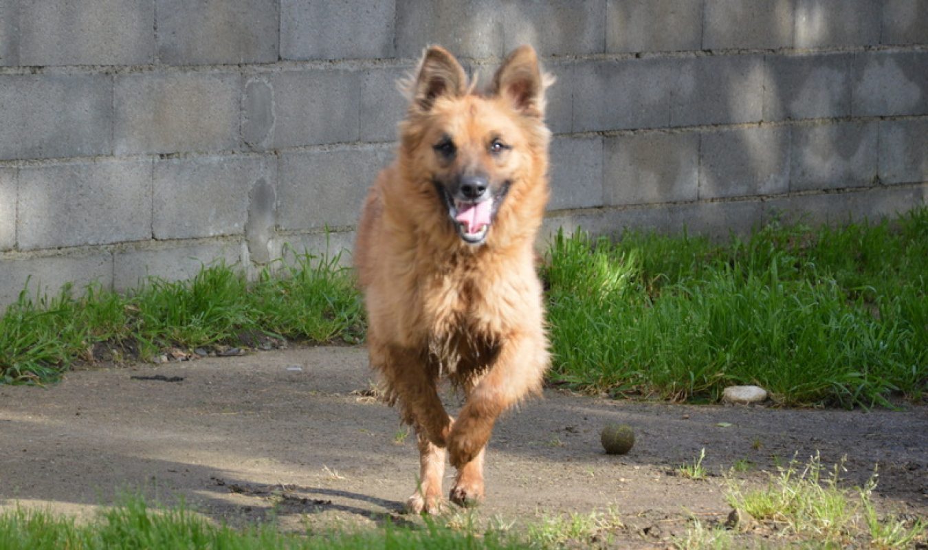 Shiro - Chien à adopter - photo 4