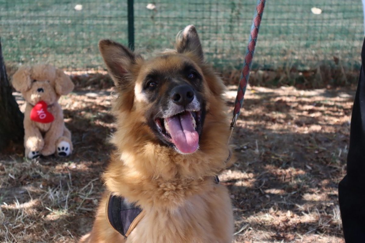 Shiro - Chien à adopter