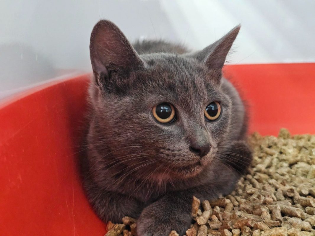 Blue - Chat Européen à adopter