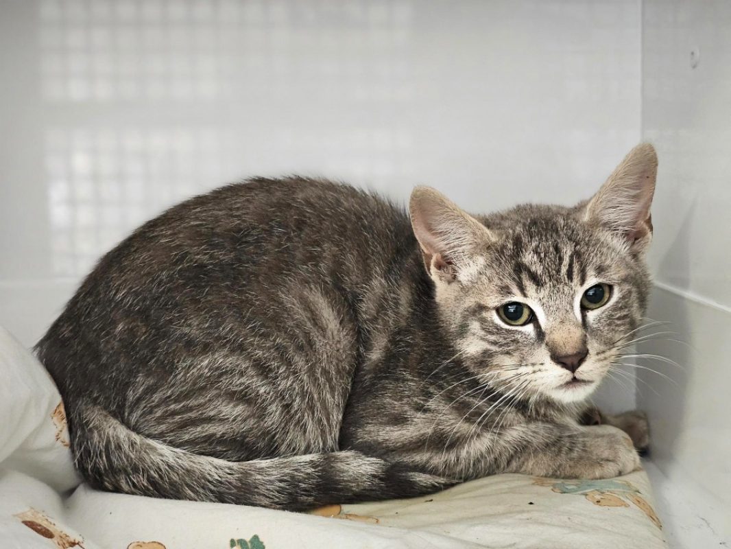 Kiwi - Chat Européen à adopter