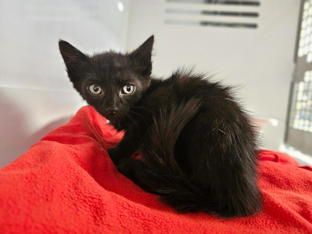 Cachou - Chat Européen à adopter