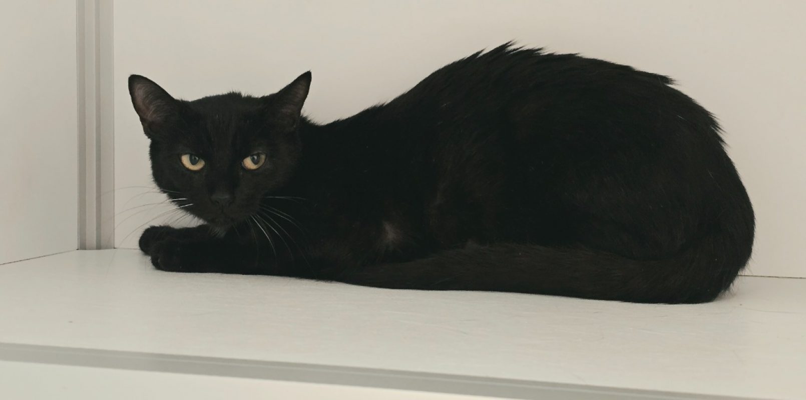 Ebène - Chat Européen à adopter