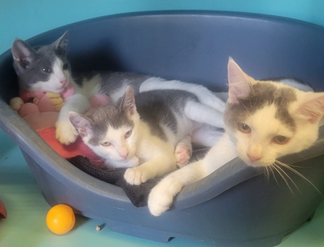 Mika - Chat Européen à adopter