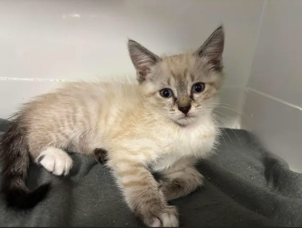 Bianca - Chat Européen à adopter