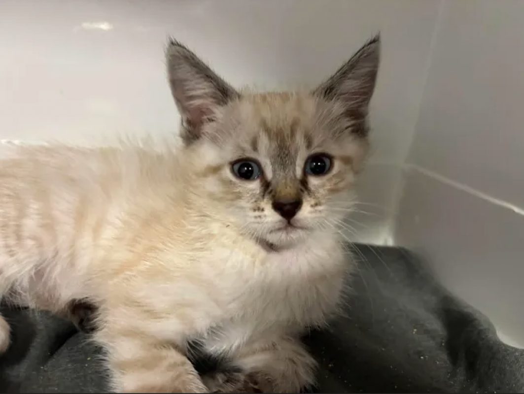 Bianca - Chat Européen à adopter - photo 2