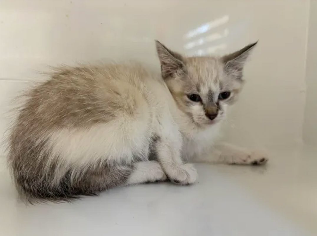 Bella - Chat Européen à adopter