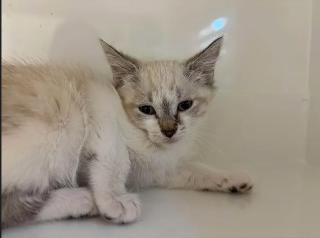 Bella - Chat Européen à adopter - photo 2