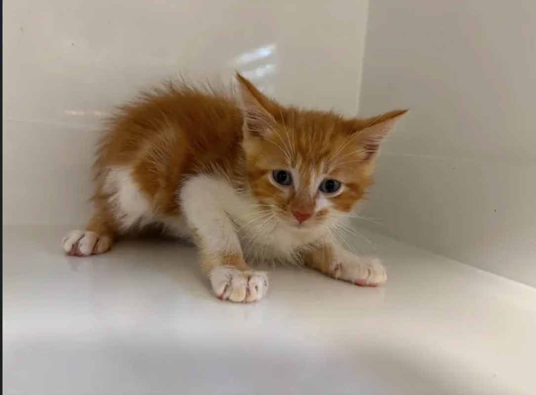 Bobby - Chat Européen à adopter