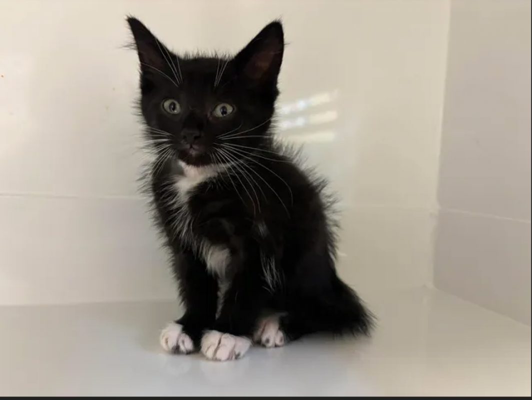 Babou - Chat Européen à adopter