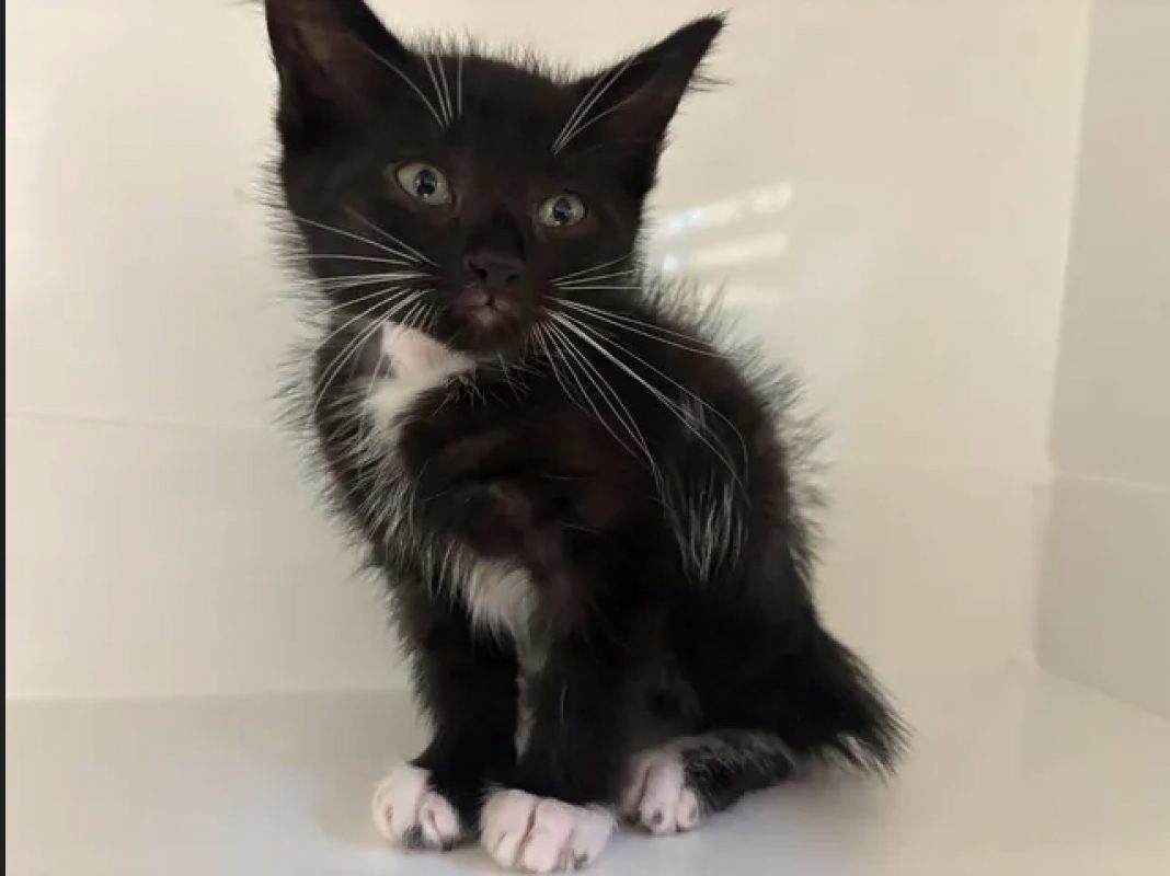 Babou - Chat Européen à adopter - photo 2
