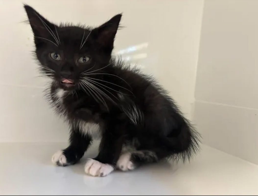 Babou - Chat Européen à adopter - photo 4