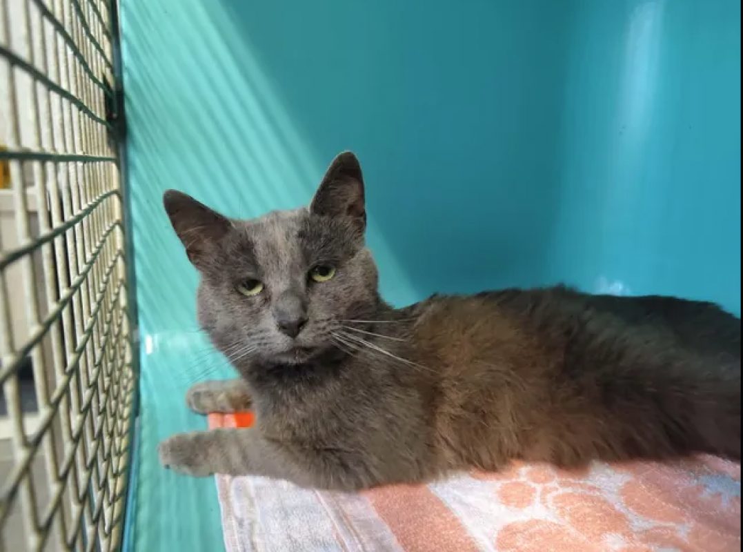 Grisou - Chat Européen à adopter - photo 2