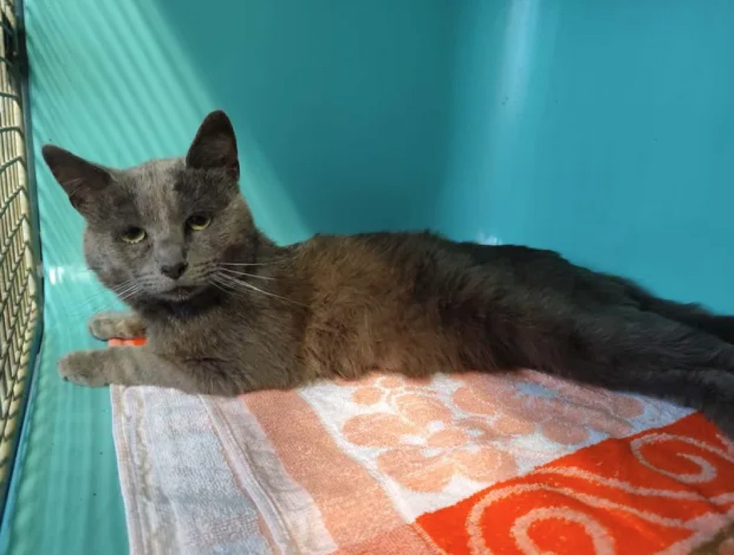 Grisou - Chat Européen à adopter - photo 3