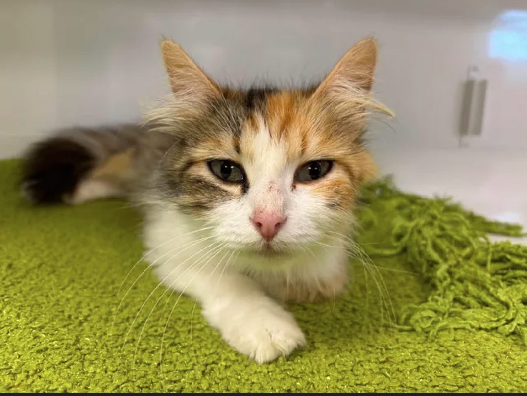 Brooke - Chat Européen à adopter