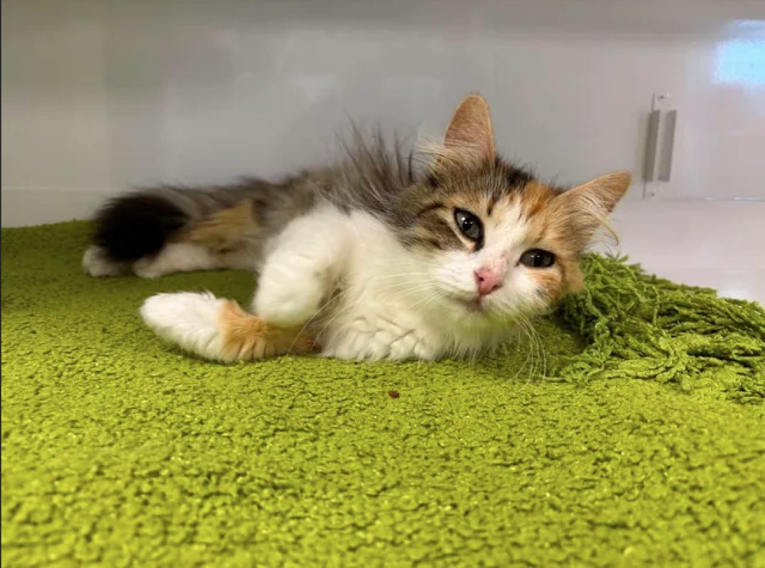 Brooke - Chat Européen à adopter - photo 3