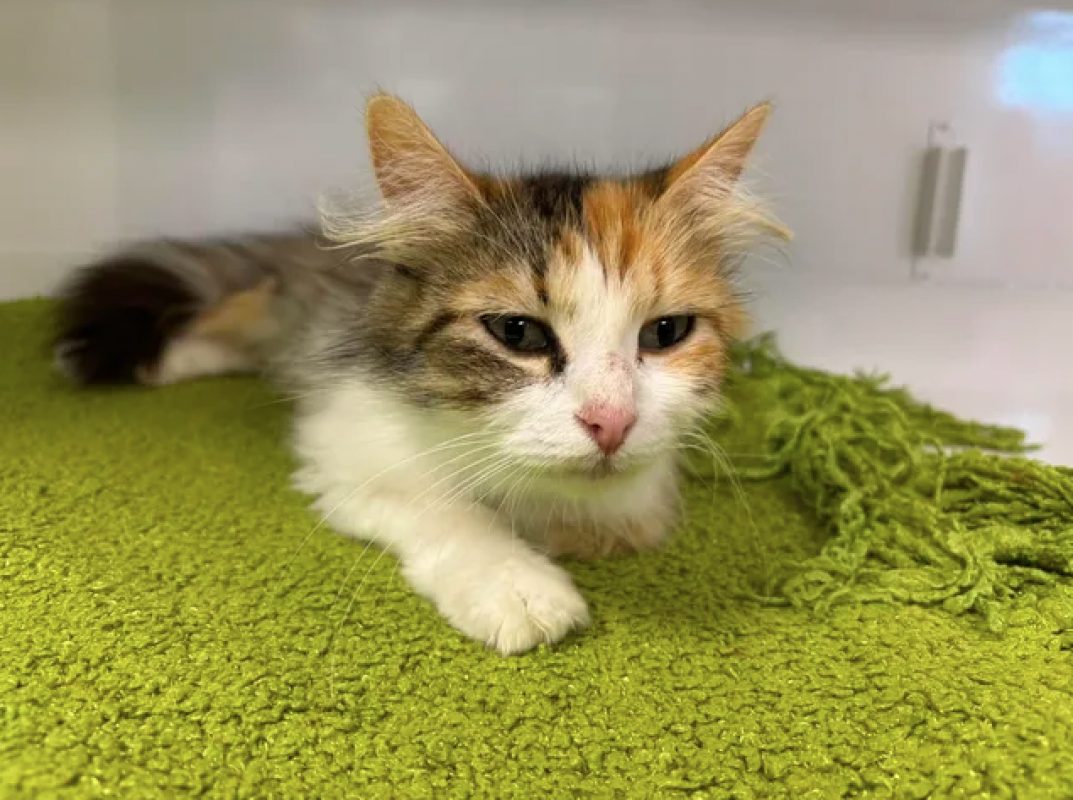Brooke - Chat Européen à adopter - photo 5
