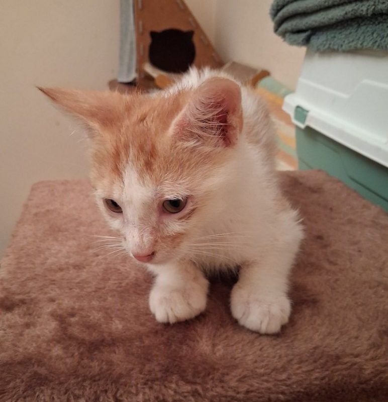 MUFASA - Chat à adopter