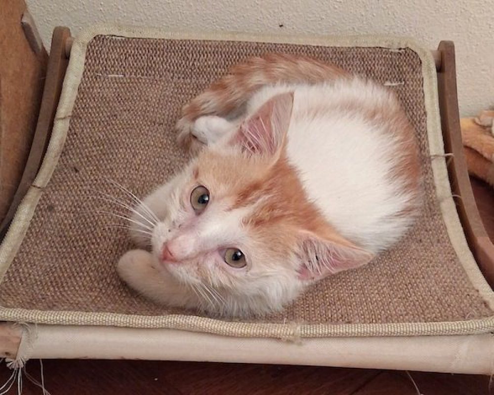 MUFASA - Chat à adopter - photo 2
