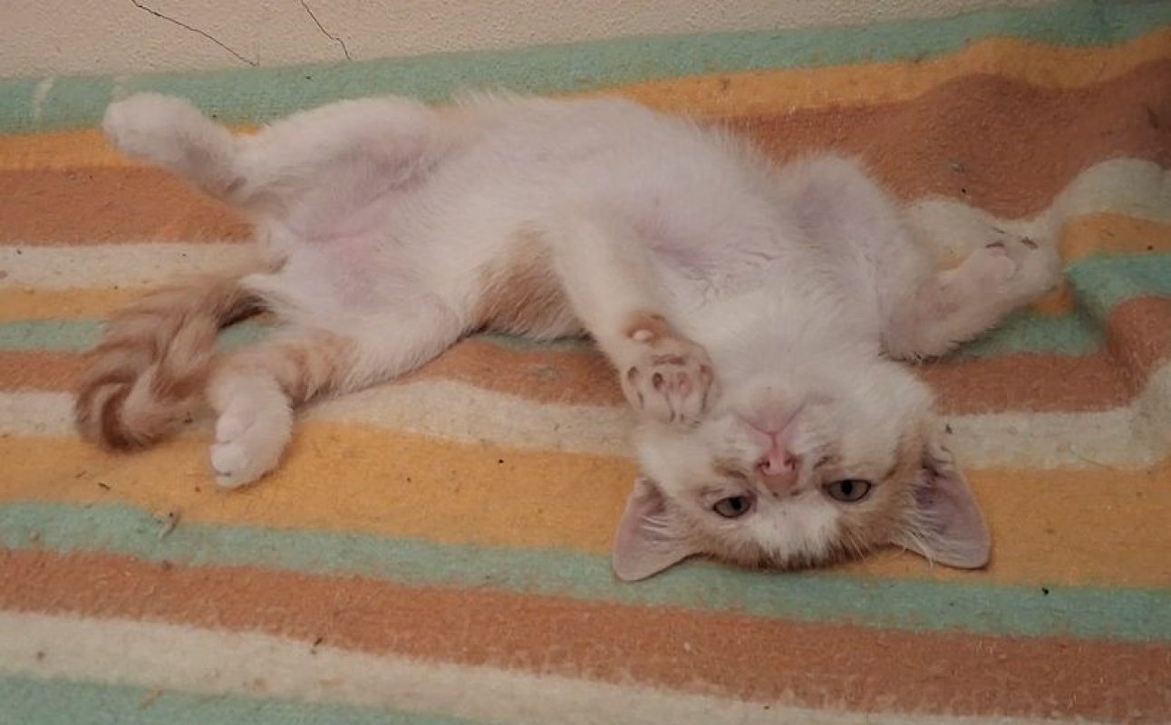 MUFASA - Chat à adopter - photo 3