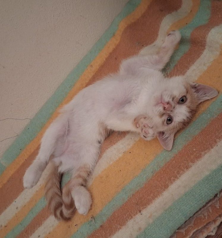 MUFASA - Chat à adopter - photo 4