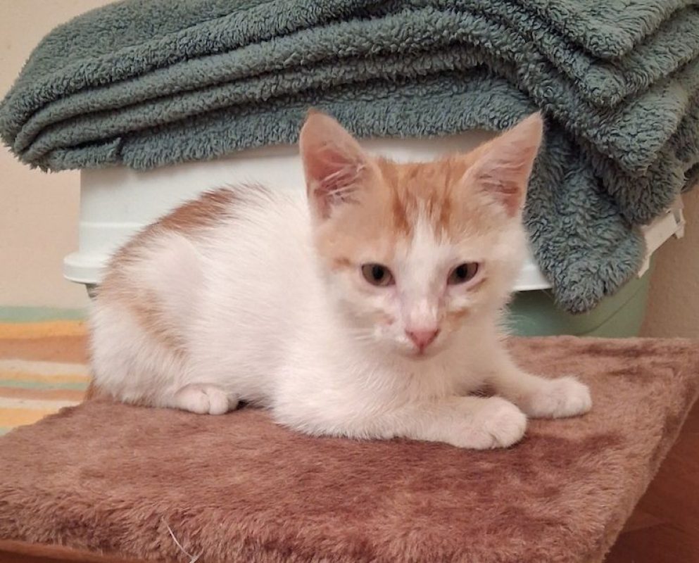 MUFASA - Chat à adopter - photo 5