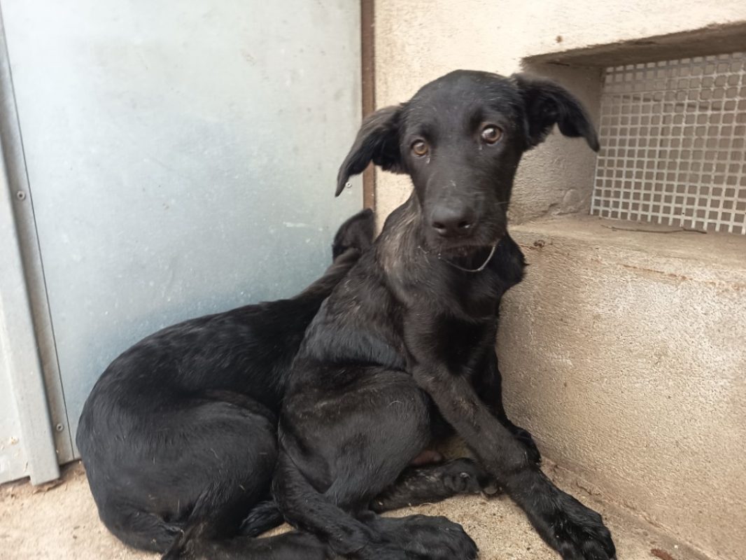 Zuma - Chien Cane Corso à adopter