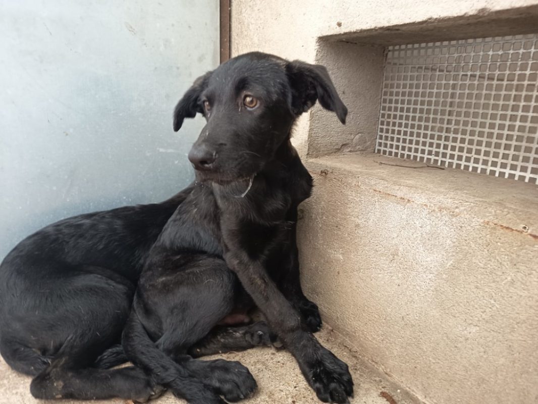 Zuma - Chien Cane Corso à adopter - photo 2