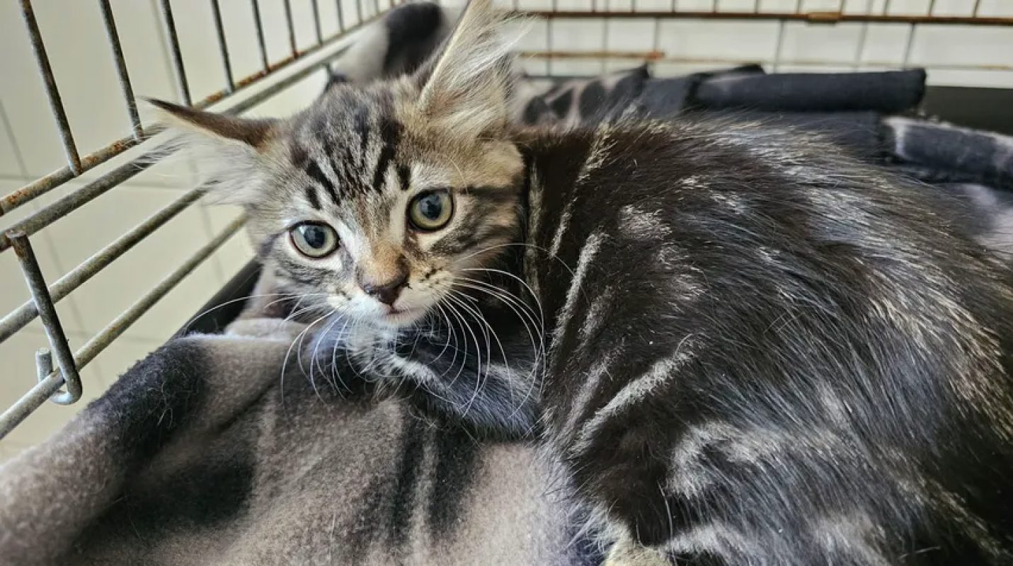 Crousty - Chat Européen à adopter
