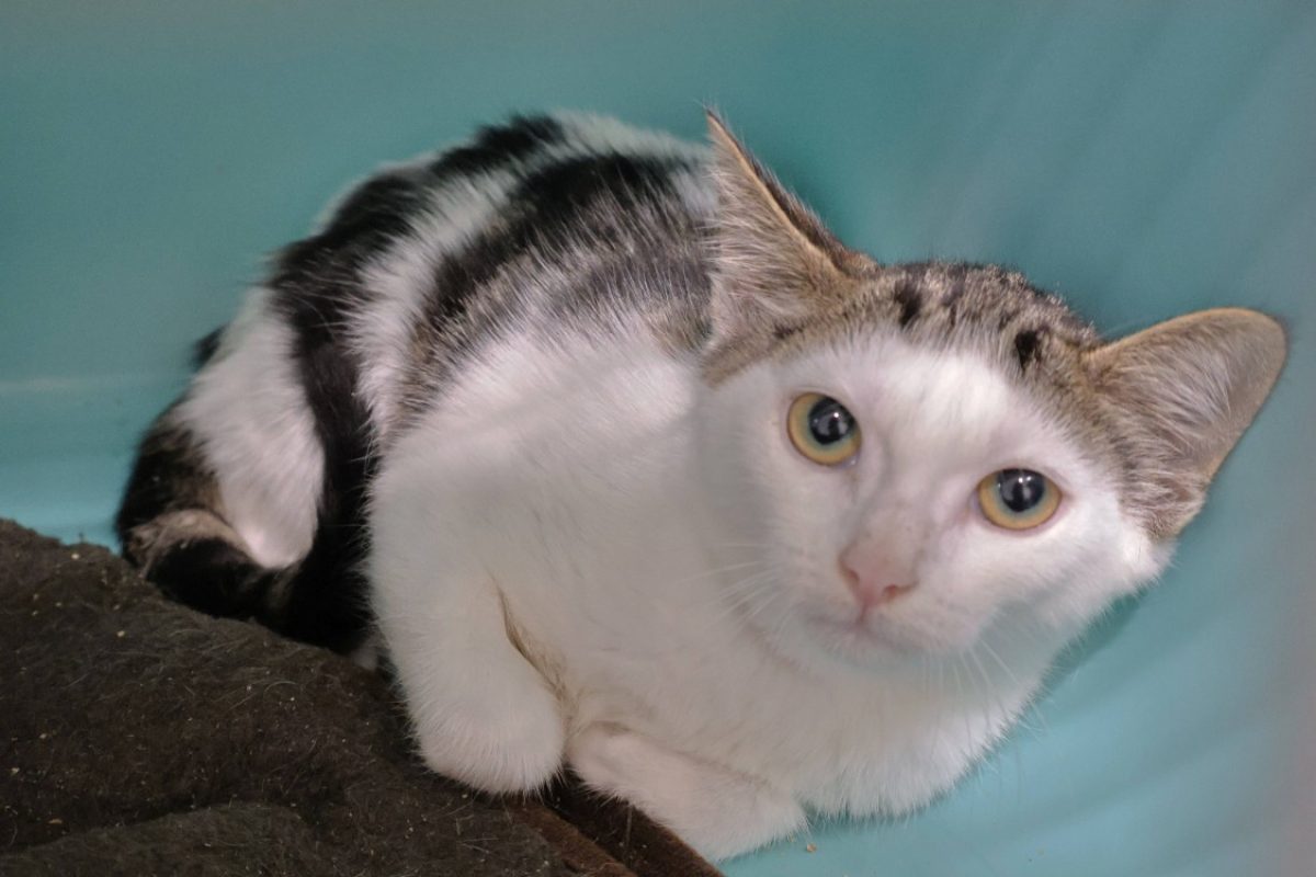 Piano - Chat Européen à adopter