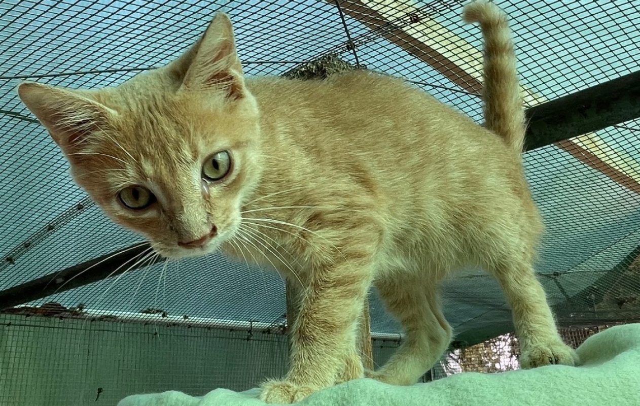 Chedar - Chat Européen à adopter