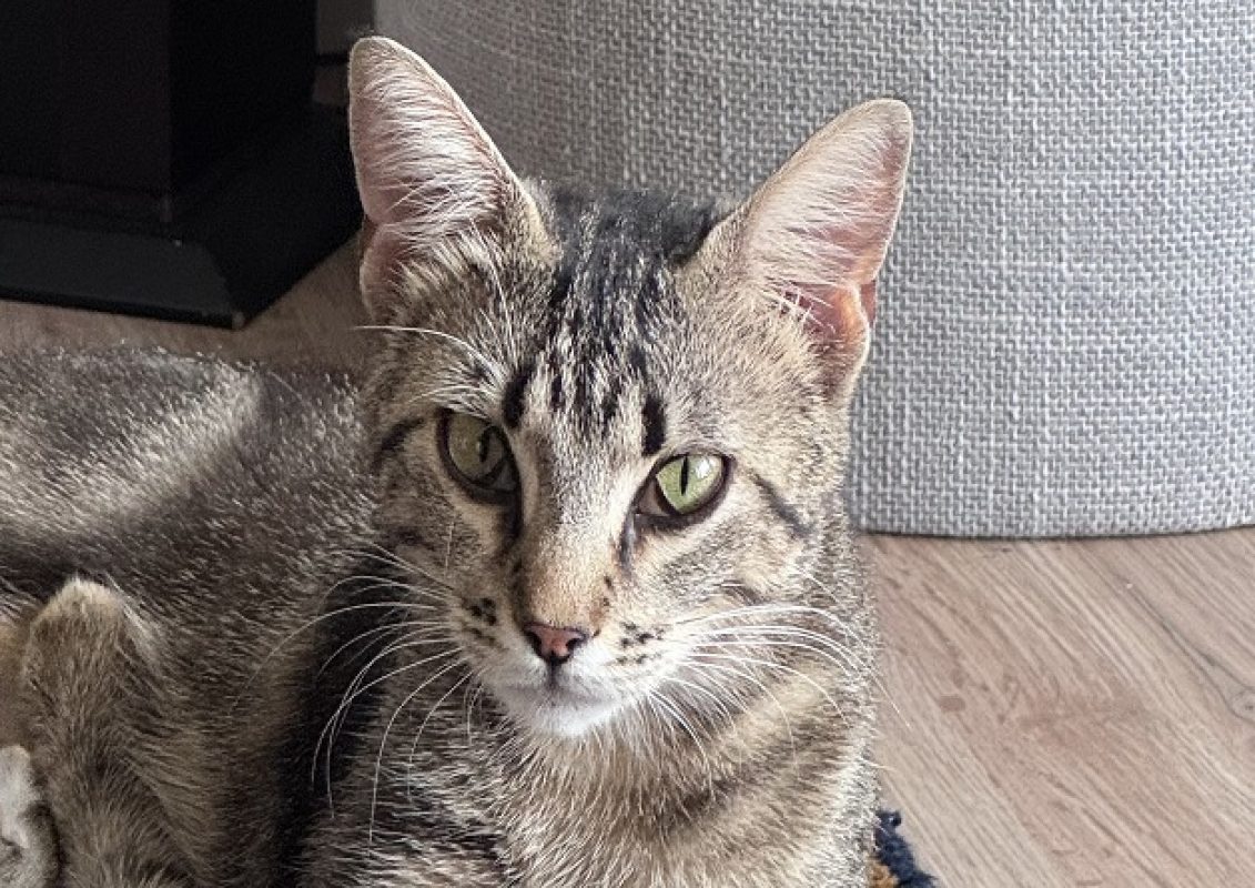 Caline - Chat Européen à adopter
