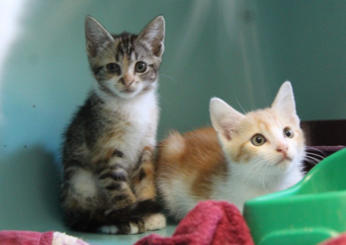 Mac - Chat Européen à adopter