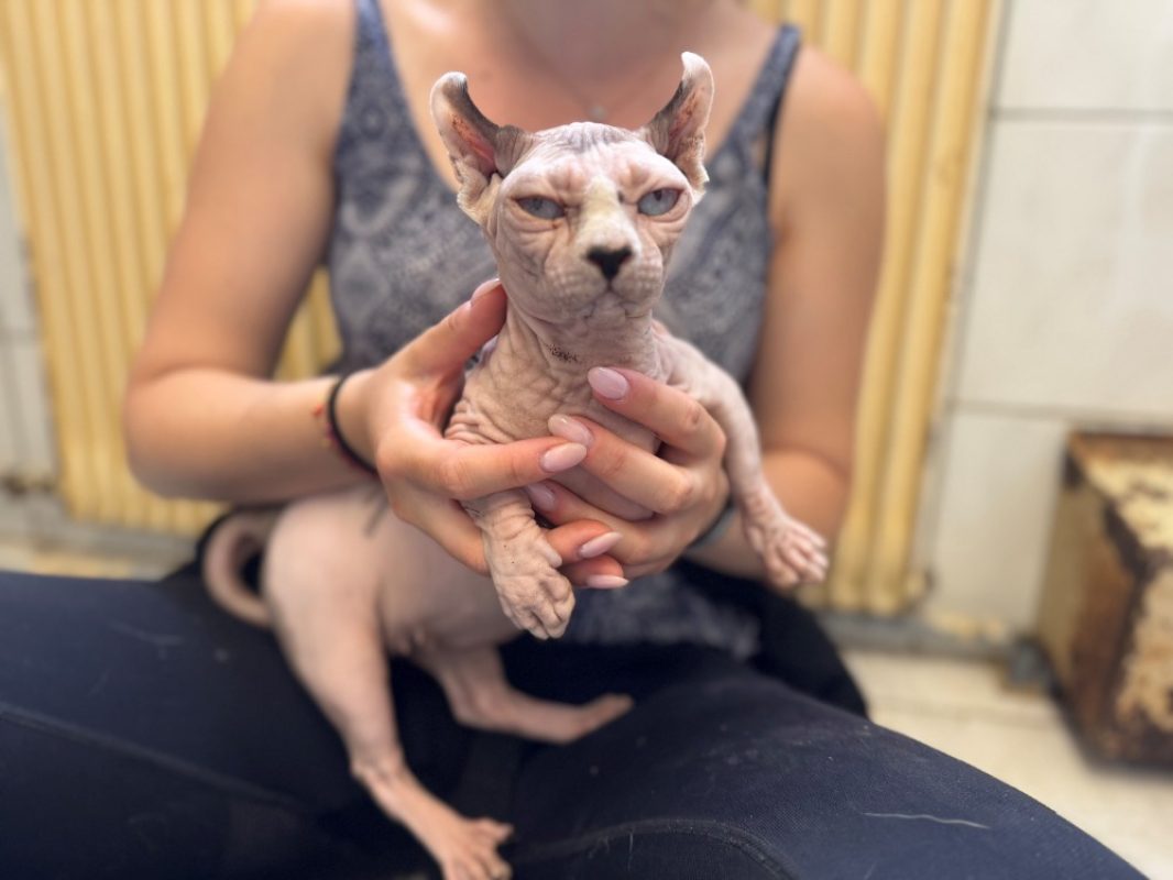 Victoria - Chat Sphynx à adopter