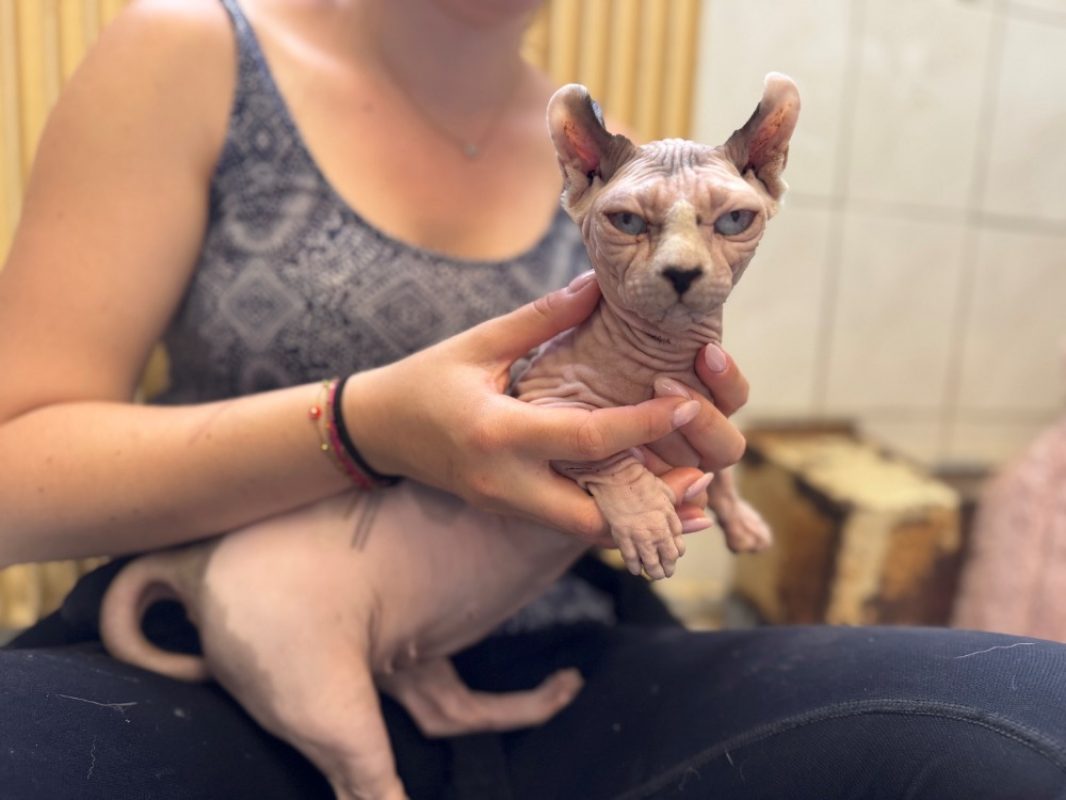Victoria - Chat Sphynx à adopter - photo 2