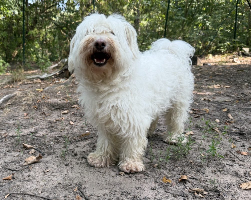 Apolo - Chien Bichon à poil frisé à adopter