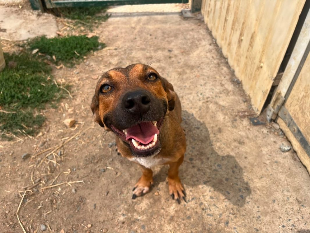 Heyda - Chien Berger à adopter