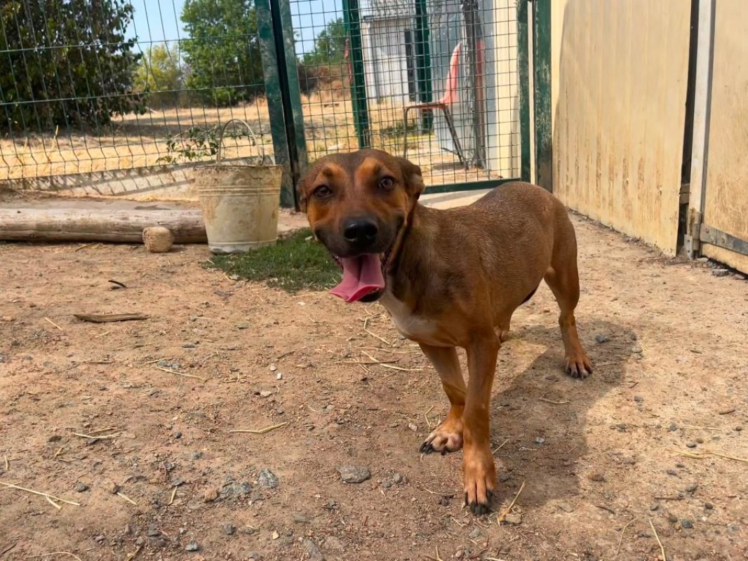 Heyda - Chien Berger à adopter - photo 2