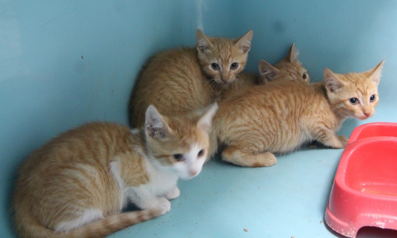 Mac - Chat Européen à adopter