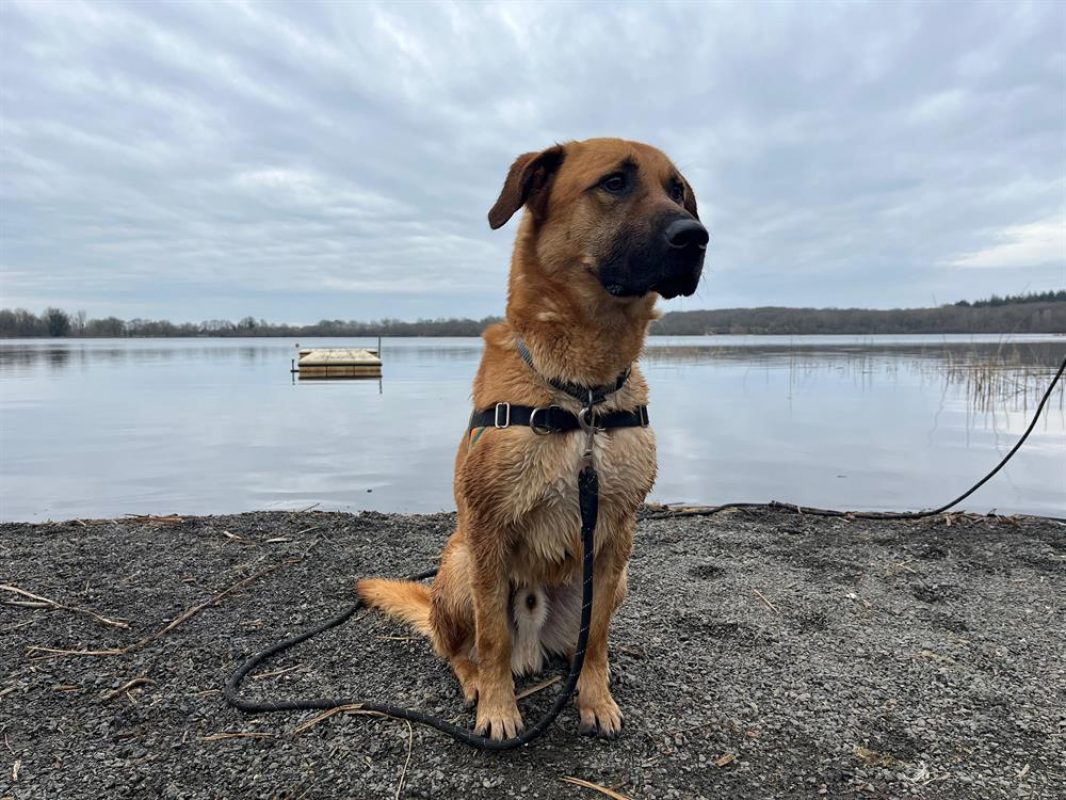 Max - Chien Berger à adopter