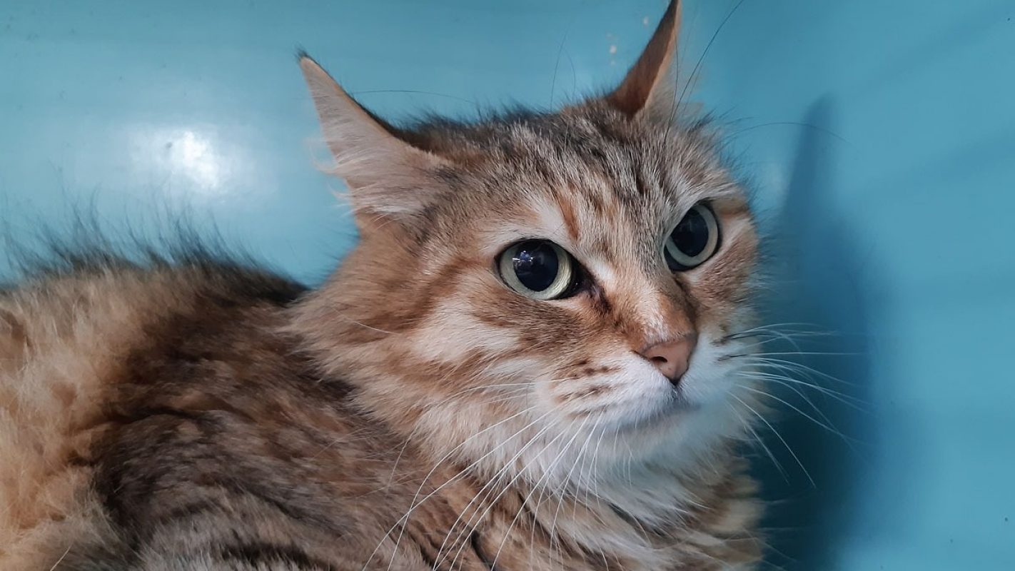 Spring - Chat Européen à adopter